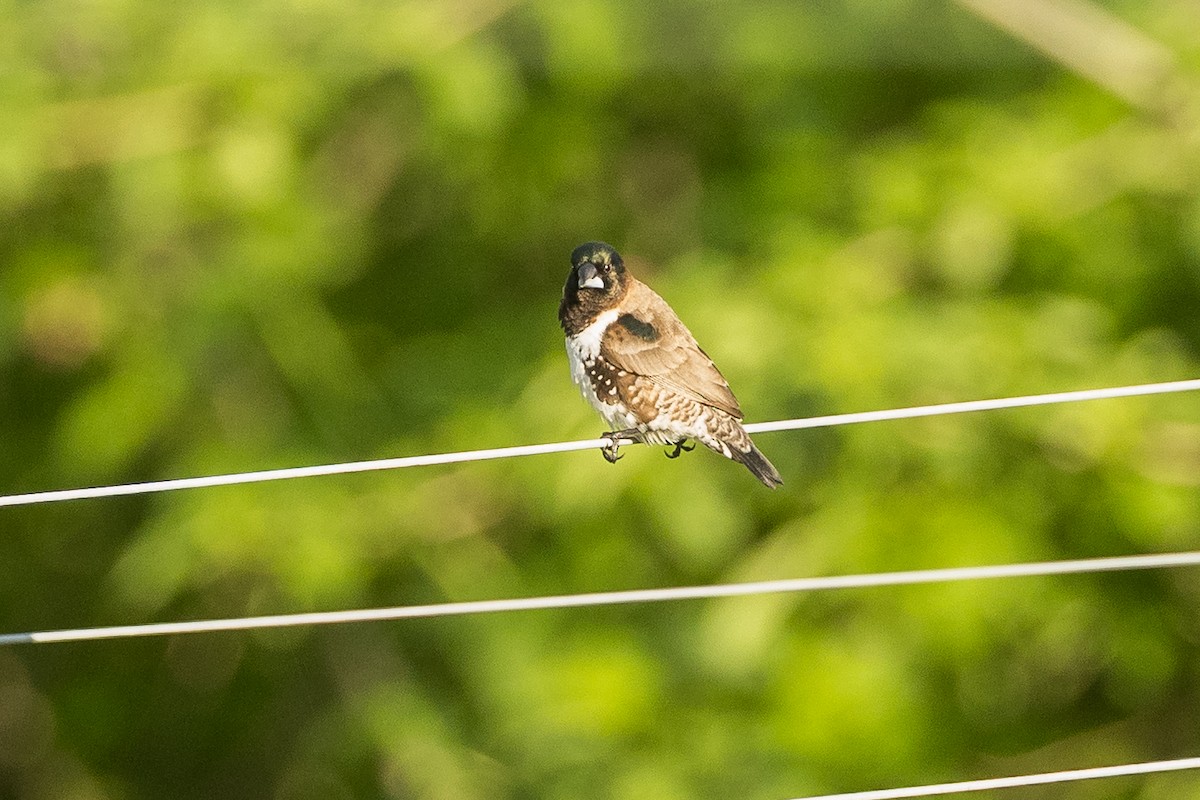 Kleinelsterchen - ML646388972