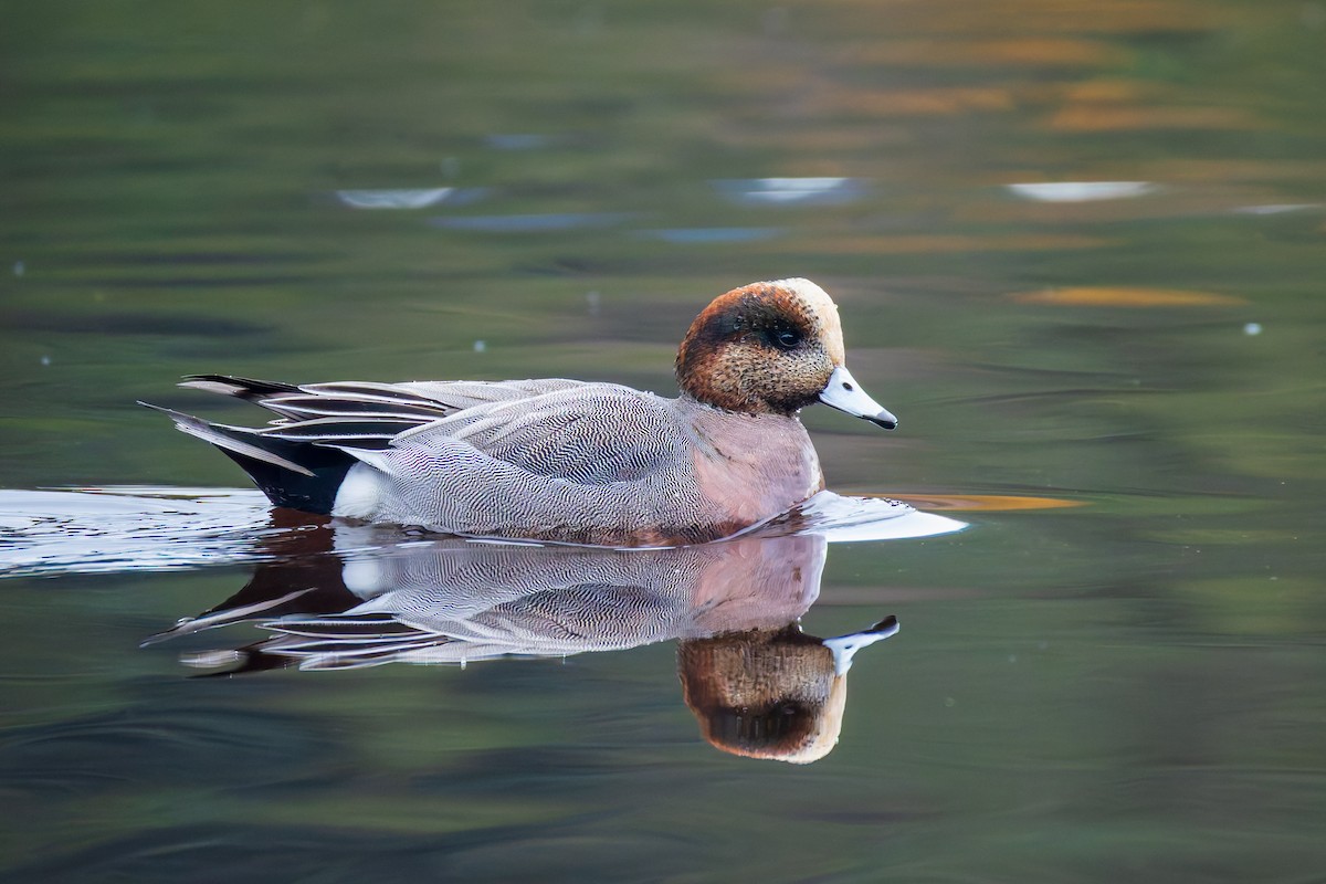 Pfeif- x Kanadapfeifente (Hybrid) - ML646388973