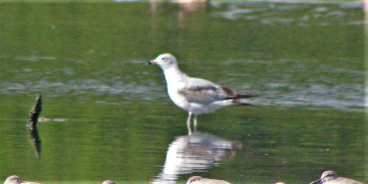 Ringschnabelmöwe - ML646388974