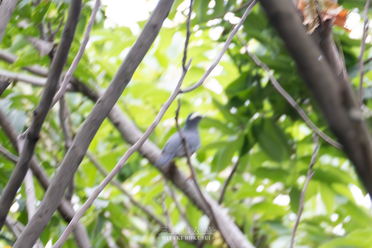 Schieferdrossel - ML646388975