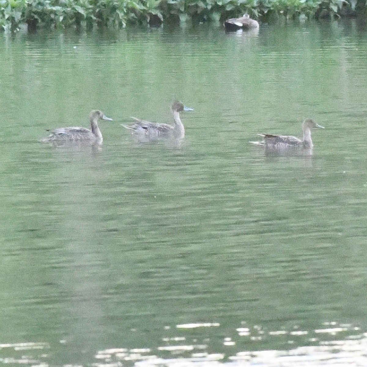 Spießente - ML646388976