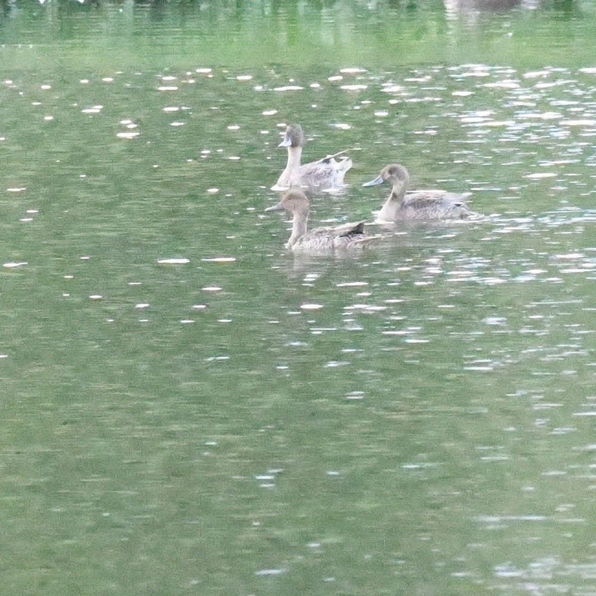 Spießente - ML646388977