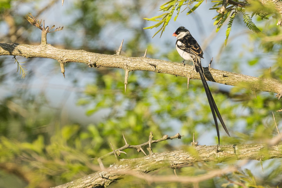 Dominikanerwitwe - ML646388978