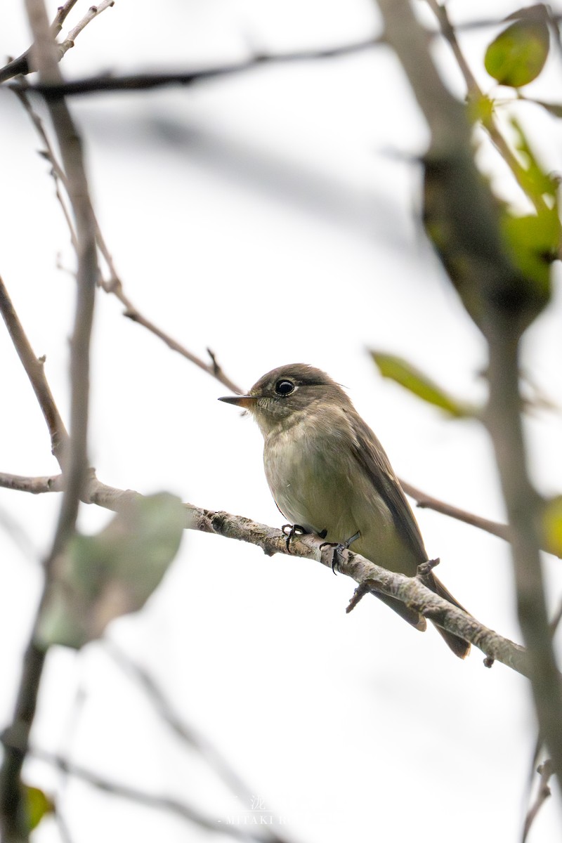 Braunschnäpper - ML646388979