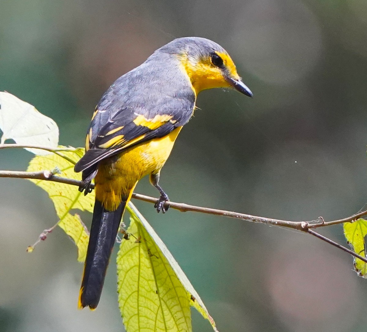 Orangemennigvogel - ML646388980