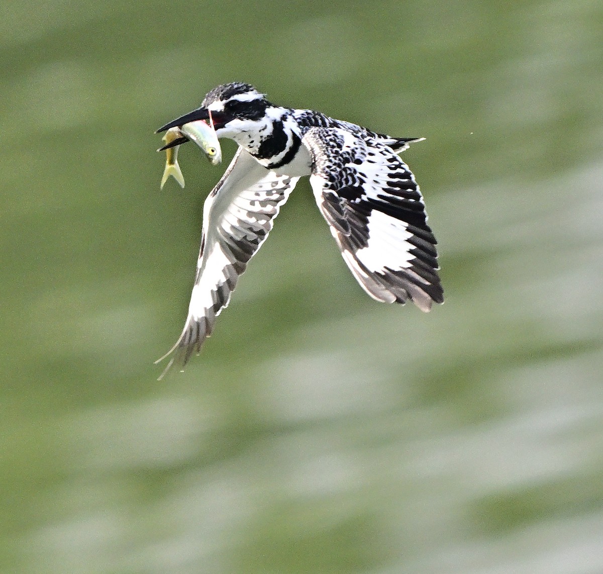 Graufischer - ML646388982