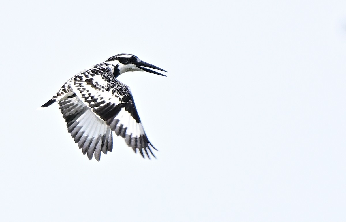 Малый пегий зимородок - ML646388983