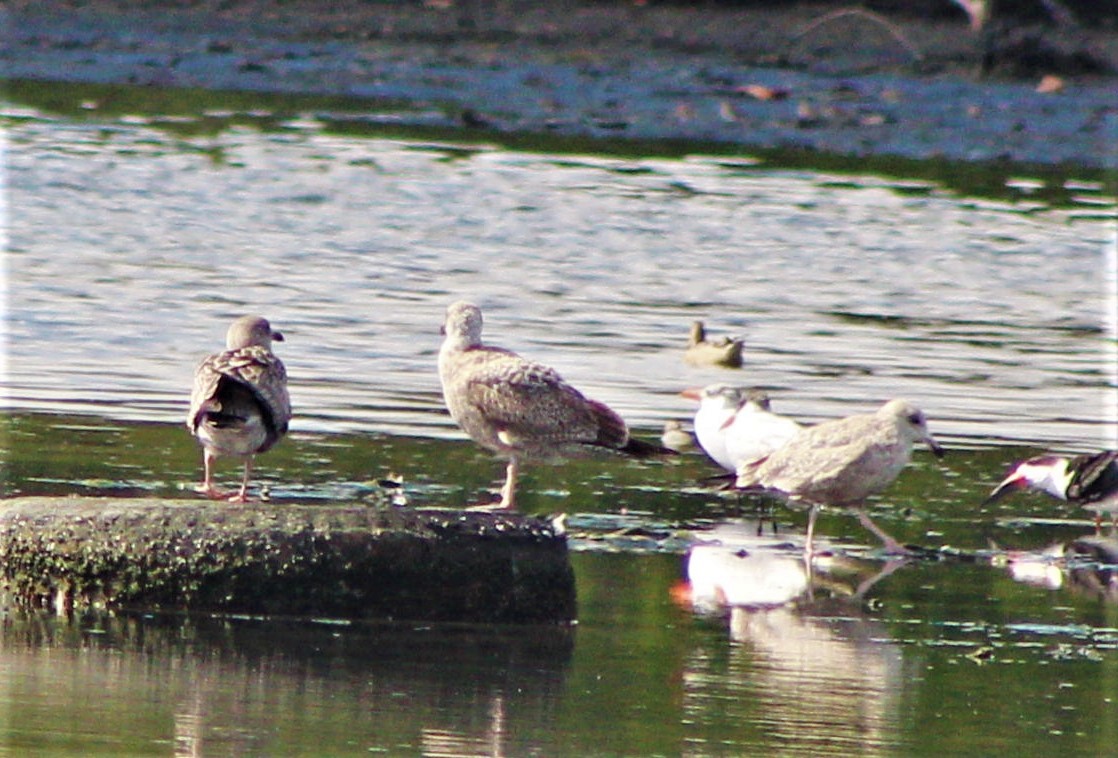 American Herring Gull - ML646388987