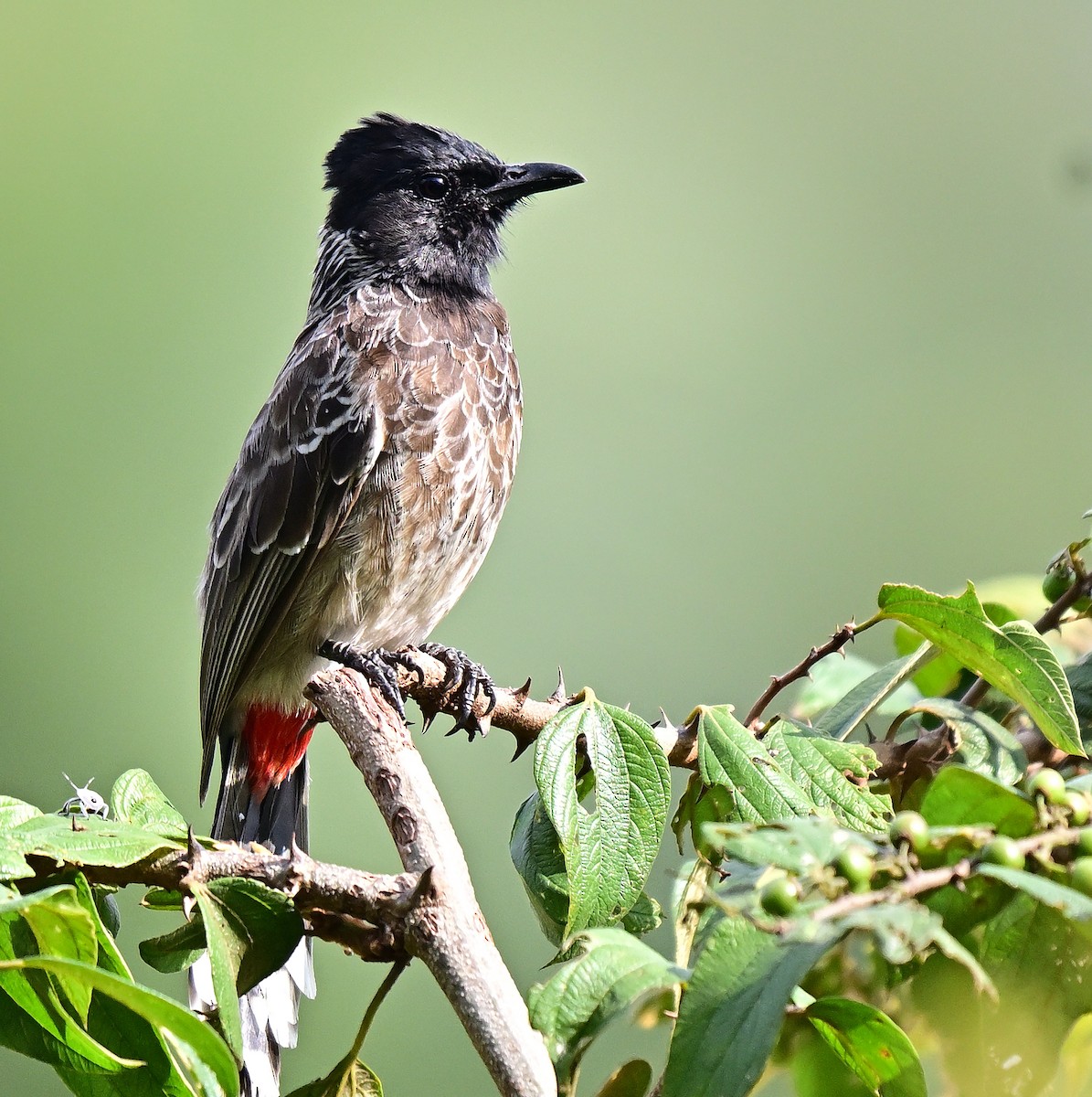 Красногузый бюльбюль - ML646388989