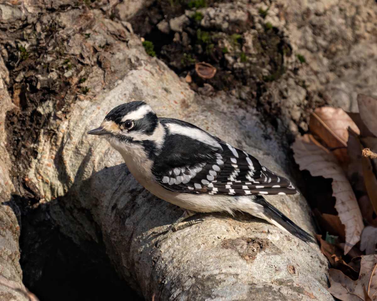 セジロコゲラ - ML646388990