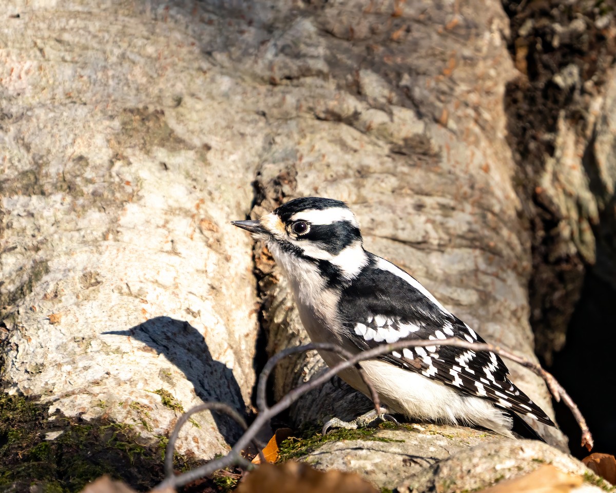 セジロコゲラ - ML646388991