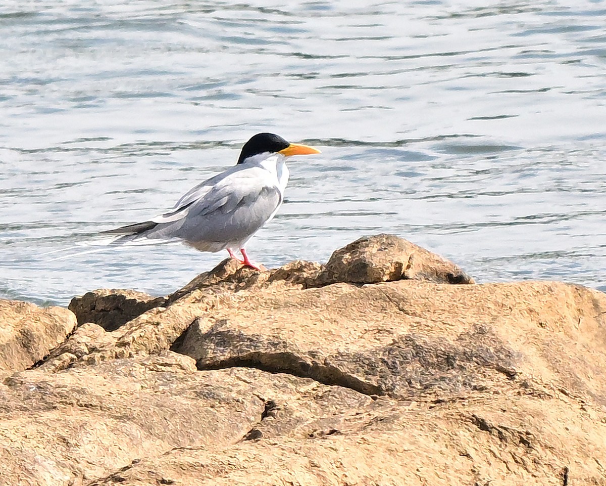 Индийская крачка - ML646388992