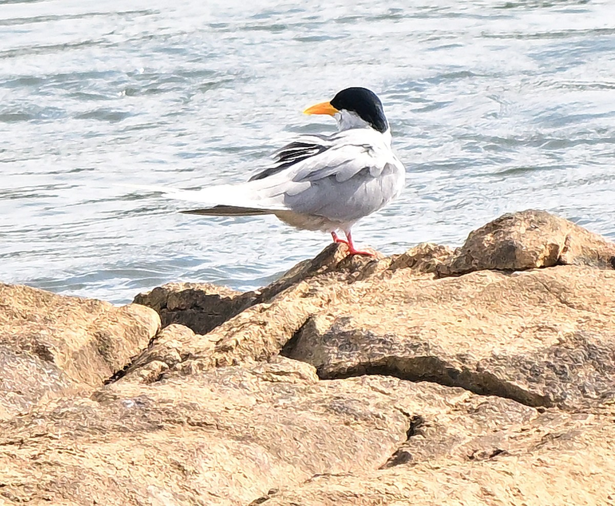 Индийская крачка - ML646388993