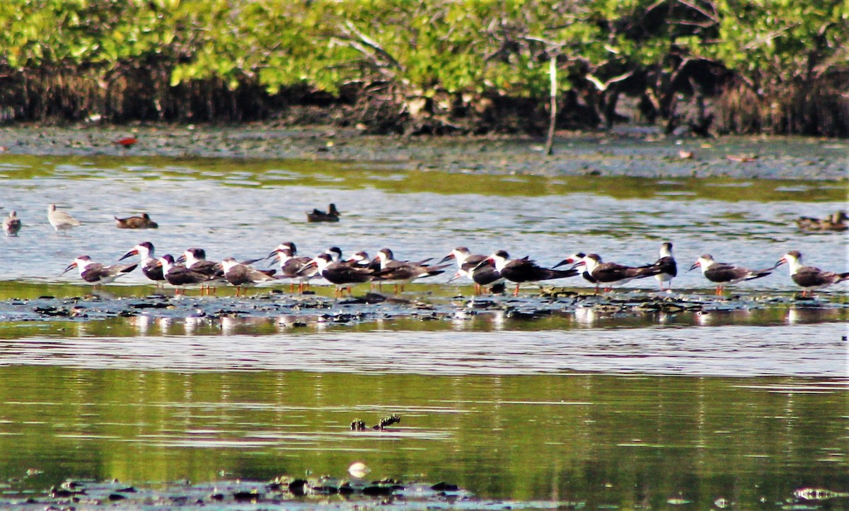 Black Skimmer - ML646388994
