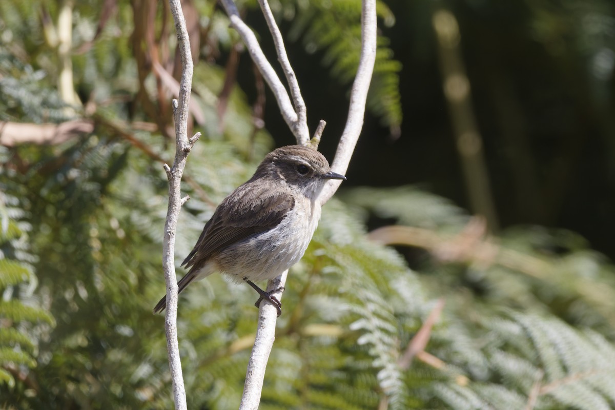 Reunion Stonechat - ML646389003