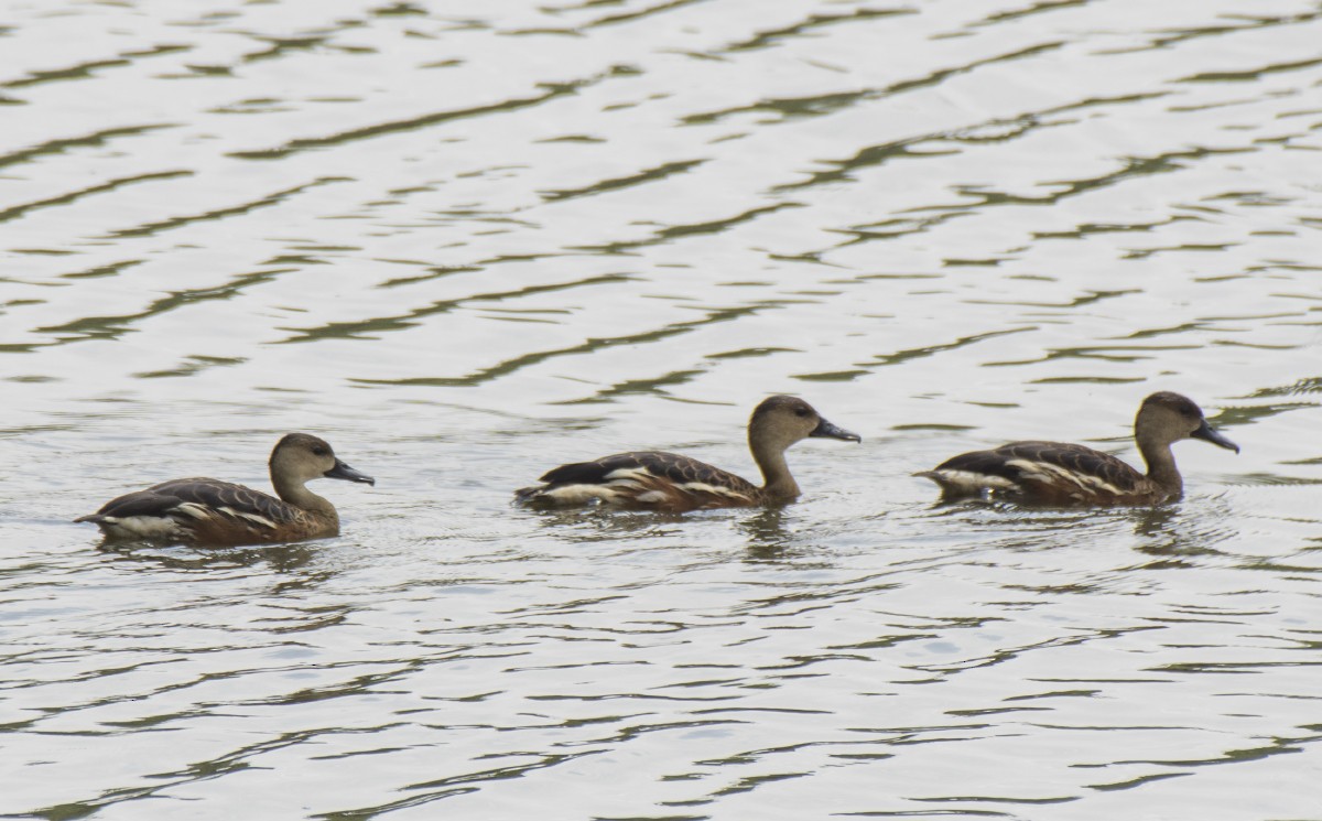 Dendrocygne à lunules - ML646389009