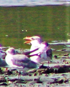 Caspian Tern - ML646389010