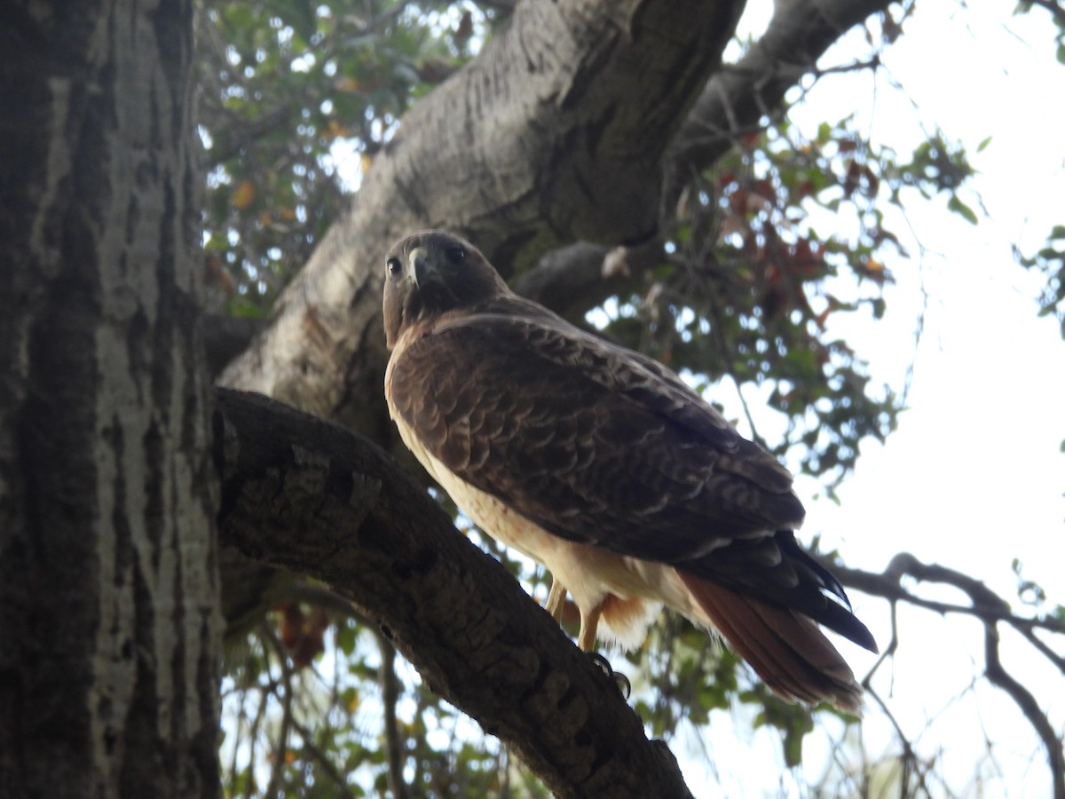 Red-tailed Hawk - ML646389011