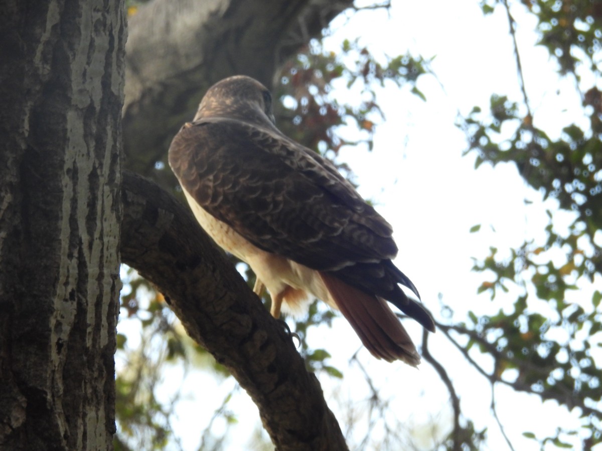 Red-tailed Hawk - ML646389012