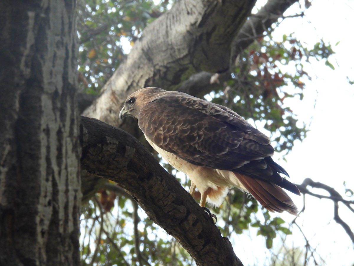 Red-tailed Hawk - ML646389013
