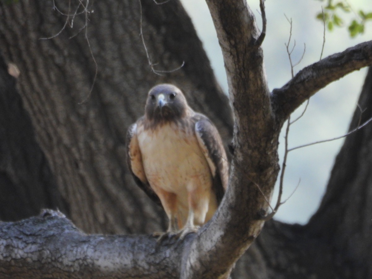 Red-tailed Hawk - ML646389014