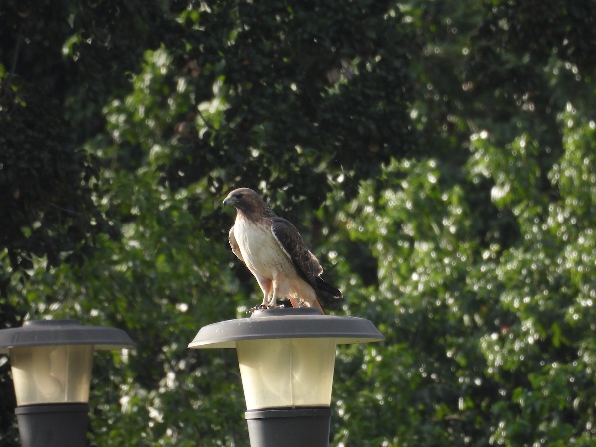 Red-tailed Hawk - ML646389015