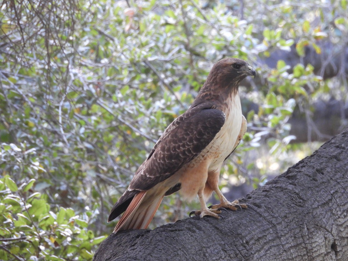 Red-tailed Hawk - ML646389016