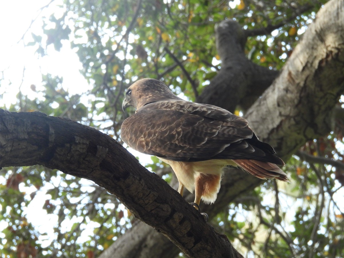 Red-tailed Hawk - ML646389017