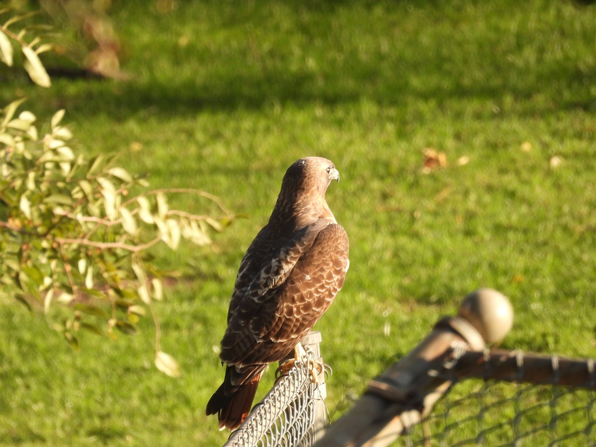Red-tailed Hawk - ML646389018