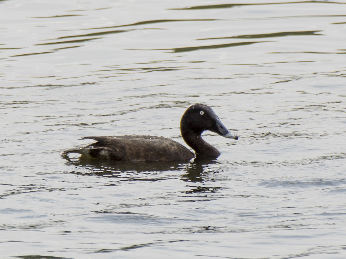 Fuligule austral - ML646389032