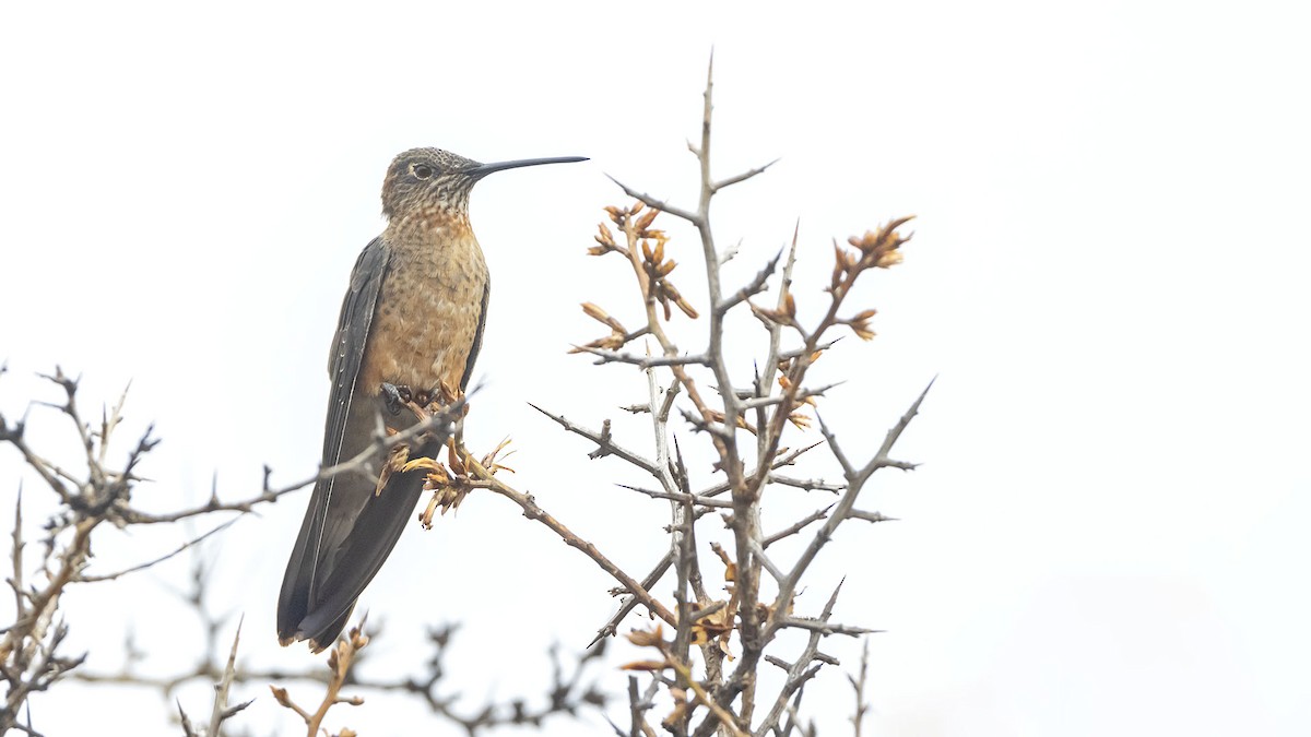 Giant Hummingbird - ML646389033