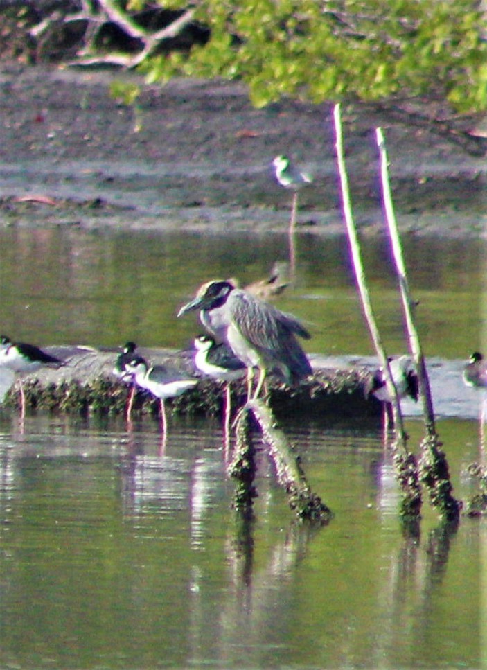 Yellow-crowned Night Heron - ML646389034