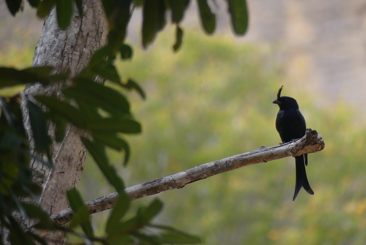Crested Drongo - ML646389035