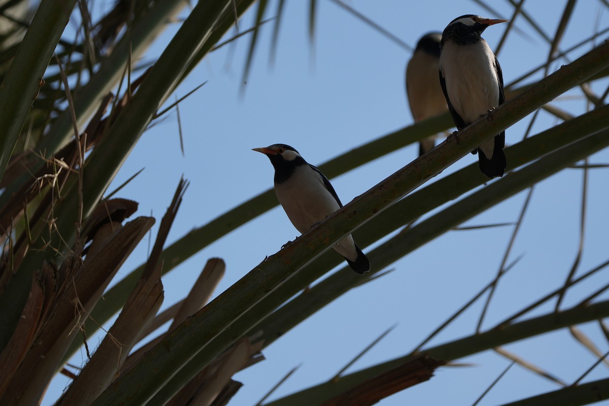 Indian Pied Starling - ML646389037