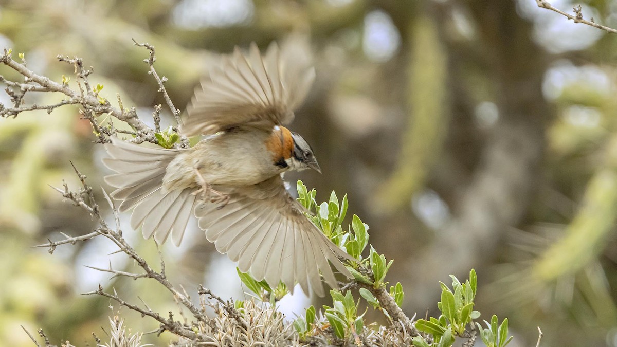 Rufous-collared Sparrow - ML646389038