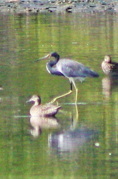 Tricolored Heron - ML646389040