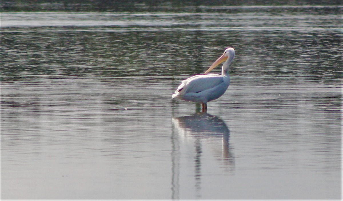 Amerika Pelikanı - ML646389045