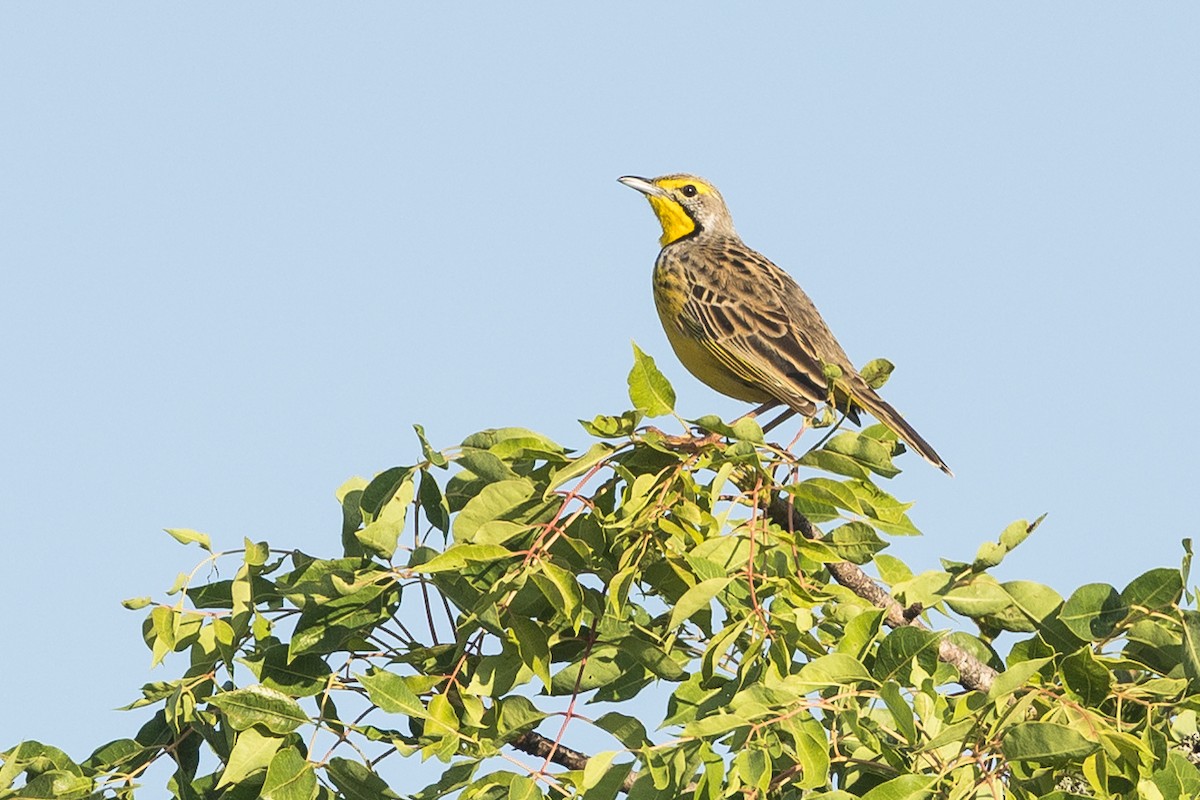 Yellow-throated Longclaw - ML646389046