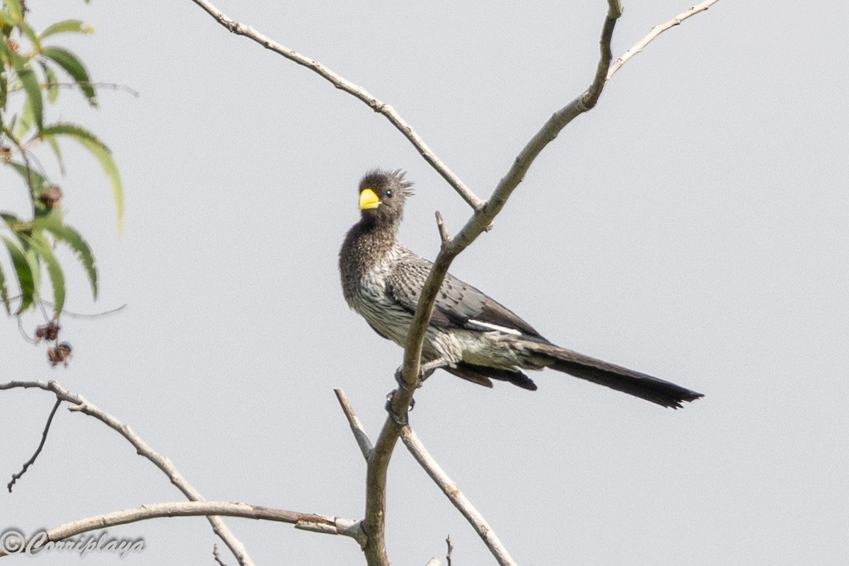 Western Plantain-eater - ML646389047