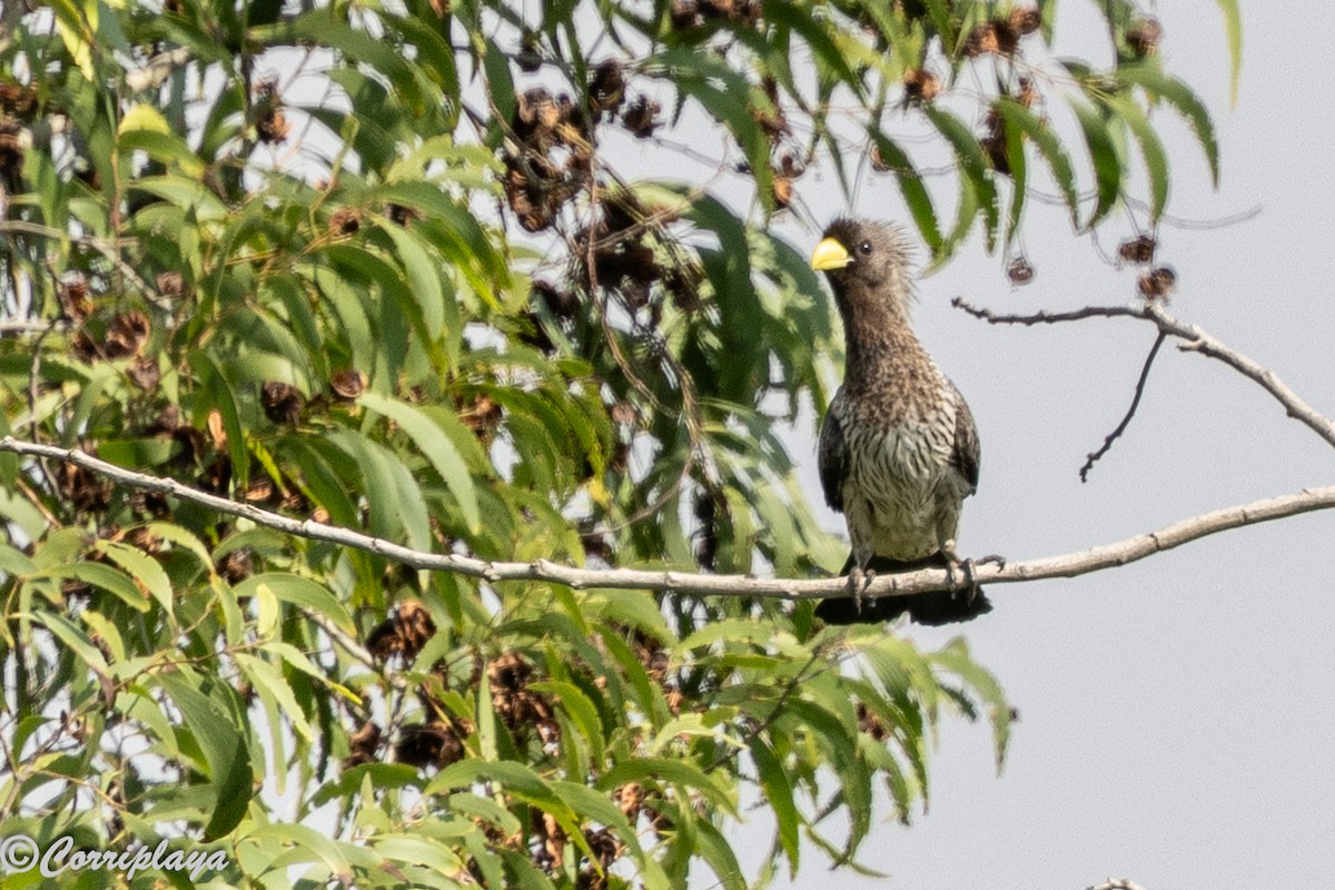 Western Plantain-eater - ML646389048