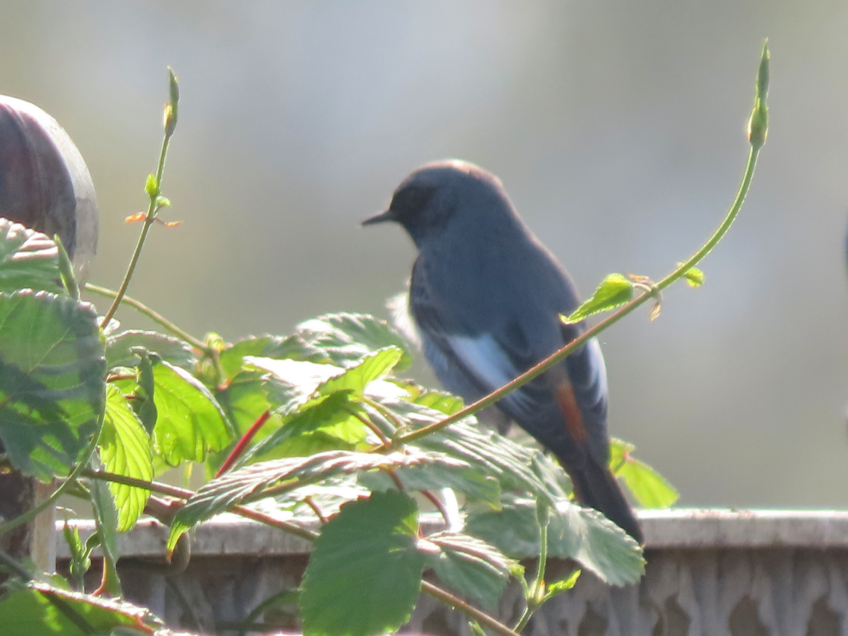 赭紅尾鴝(gibraltariensis/aterrimus) - ML646389049