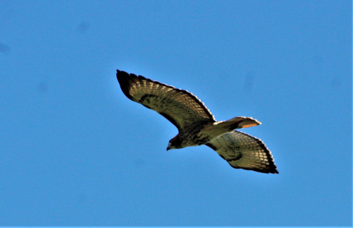 Red-tailed Hawk - ML646389050