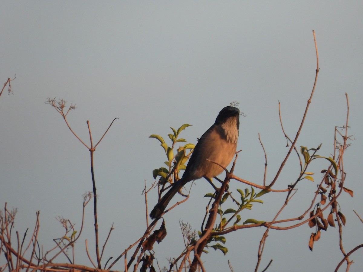 California Scrub-Jay - ML646389051