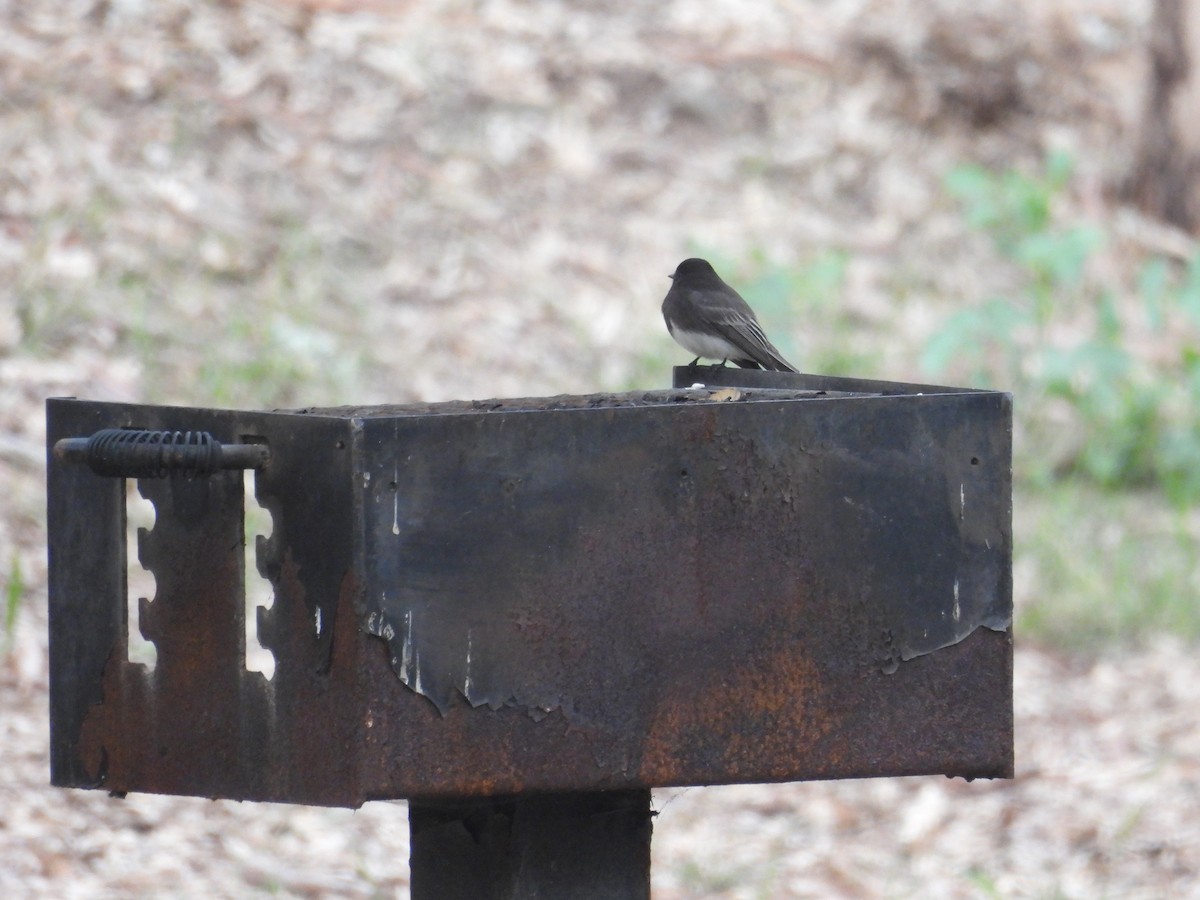 Black Phoebe - ML646389052