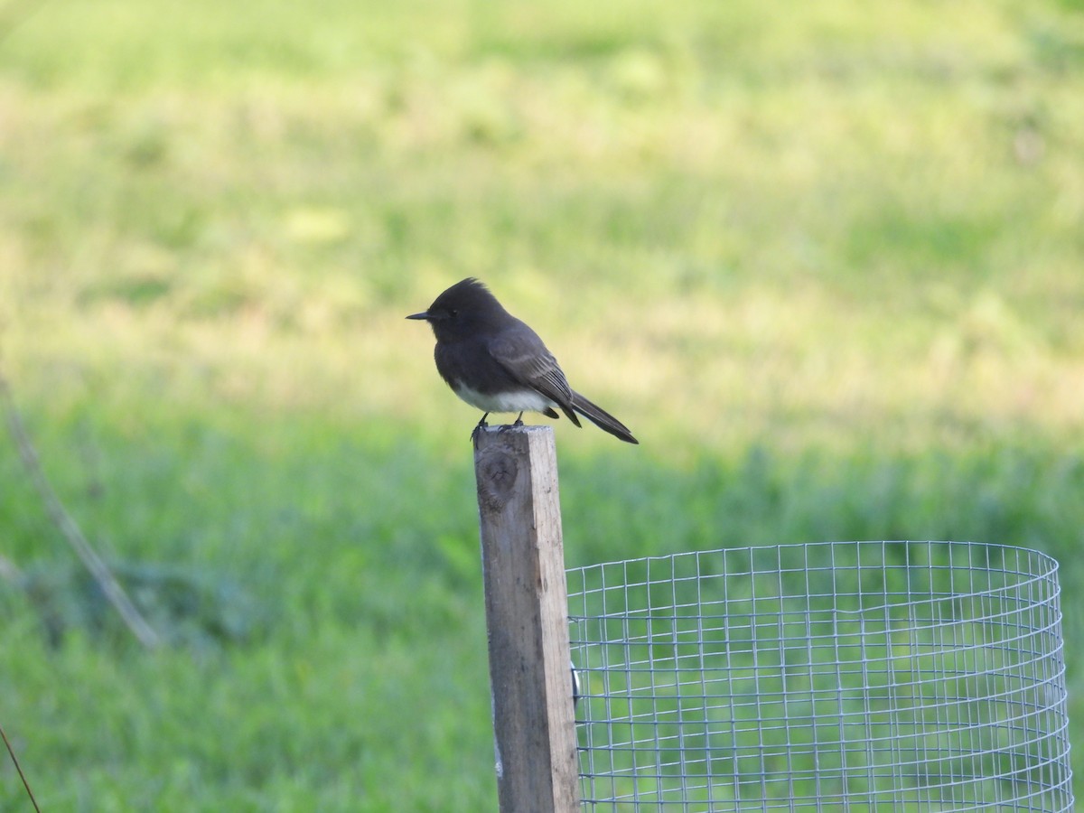 Black Phoebe - ML646389053