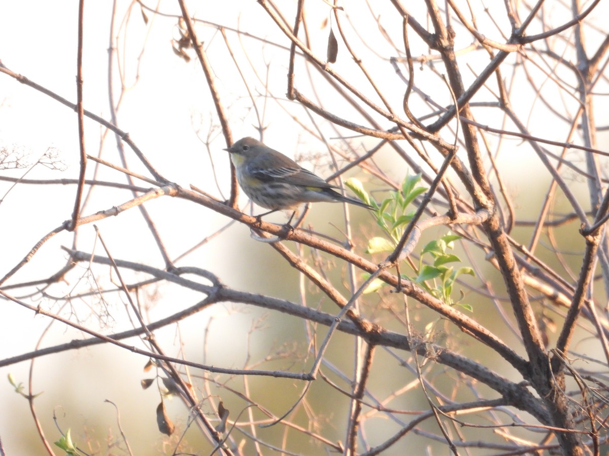 Yellow-rumped Warbler - ML646389054