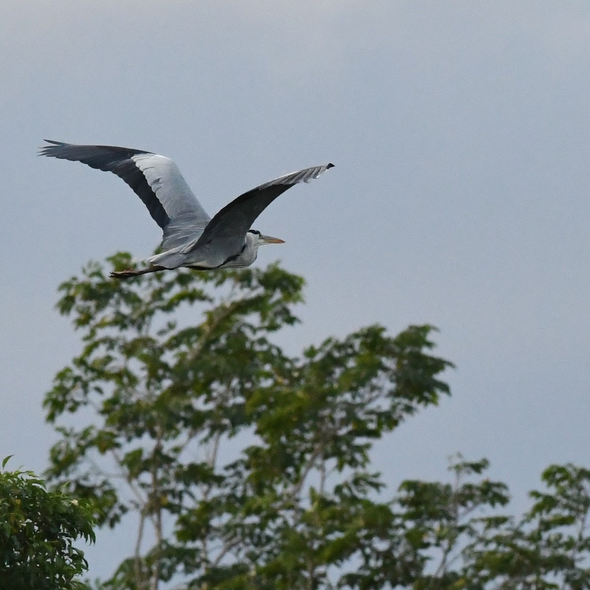 Gri Balıkçıl - ML646389055