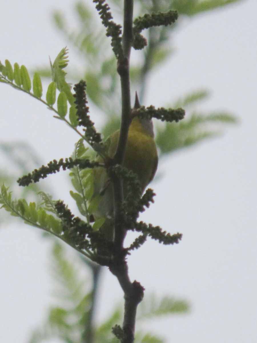 Nashville Warbler - ML646389056