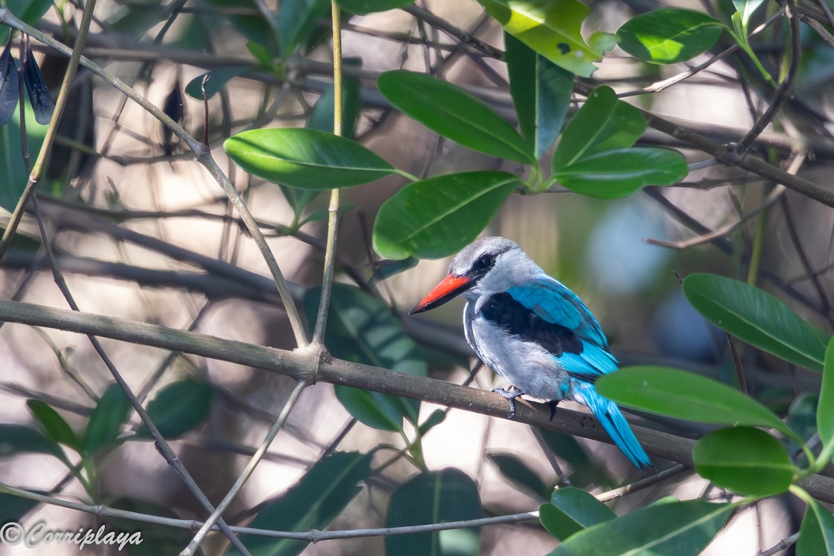 Woodland Kingfisher - ML646389057