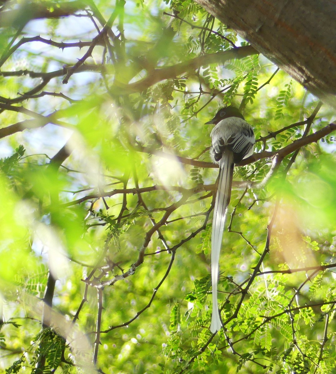 Malagasy Paradise-Flycatcher - ML646389064